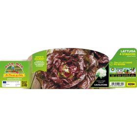   Lactuca sativa "Jerrican" - 4 évszak saláta 9-es pakk