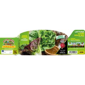   Lactuca sativa MIX - "édes szívek" saláta 9-es pakk