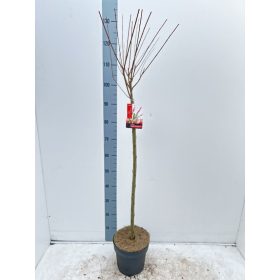   Salix integra 'Flamingo' - Tarka levelű japánfűz (törzses)