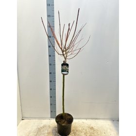   Salix integra 'Hakuro Nishiki' - Tarka levelű japánfűz (törzses)