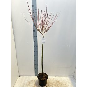   Salix integra 'Hakuro Nishiki' - Tarka levelű japánfűz (törzses)