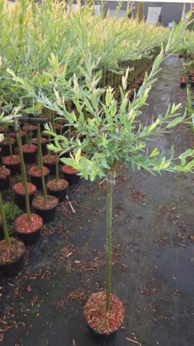 Salix integra 'Hakuro Nishiki' - Tarka levelű japánfűz (törzses)