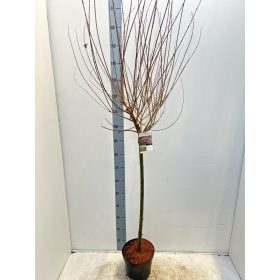   Salix integra 'Hakuro Nishiki' - Tarka levelű japánfűz (törzses)