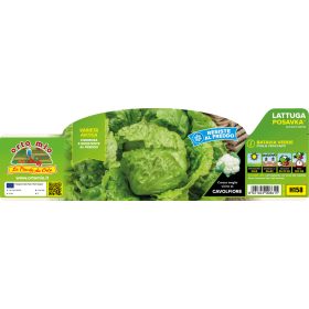   Lactuca sativa "Posavka" - fehér saláta 9-es pakk
