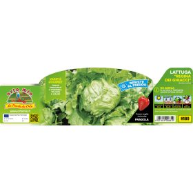   Lactuca sativa "Saladyn" - jégkirálynő saláta 9-es pakk