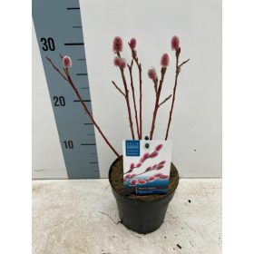   Salix gracilistyla 'Mount Aso' – Rózsaszín barkafűz