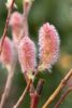 Salix gracilistyla 'Mount Aso' – Rózsaszín barkafűz