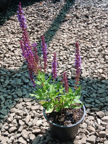Salvia nemorosa "Caradonna" - Ligeti zsálya