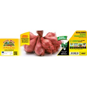   Allium ascalonicum "Conservor F1" - Salotta hagyma 12-es pakk