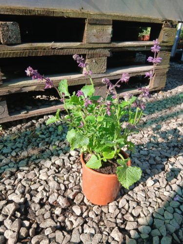 Salvia verticillata "Purple Rain" - Lózsálya