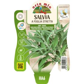 Salvia - Keskeny levelű zsálya