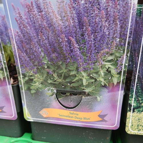 Salvia mix -zsálya 