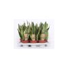 Sansevieria futura Superba - Anyósnyelv
