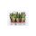 Sansevieria futura Superba - Anyósnyelv