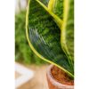 Sansevieria futura Superba - Anyósnyelv