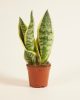 Sansevieria futura Superba - Anyósnyelv