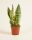 Sansevieria futura Superba - Anyósnyelv