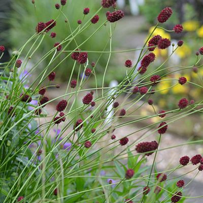 Sanguisorba officinalis 'Chocolate Tip' – őszi vérfű