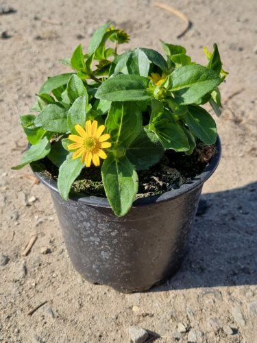 Sanvitalia procumbens- Heverő tömpevirág