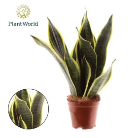 Sansevieria futura superba - Anyósnyelv