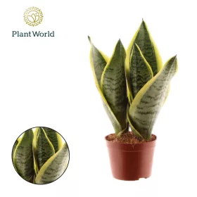 Sansevieria futura superba - Anyósnyelv