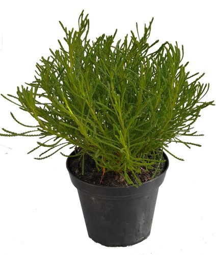 Santolina viridis (syn. S. rosmarinifolia) - Zöld cipruska