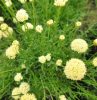 Santolina viridis (syn. S. rosmarinifolia) - Zöld cipruska