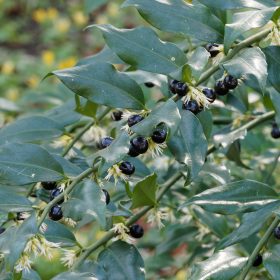 Sarcococca confusa - bogyóspuszpáng