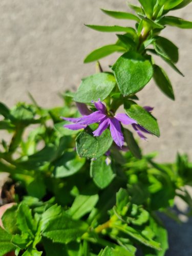 Scaevola aemula - Legyezővirág