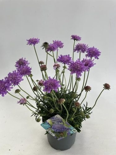 Scabiosa columbaria 'Flutter deep Blue' - Ördögszem
