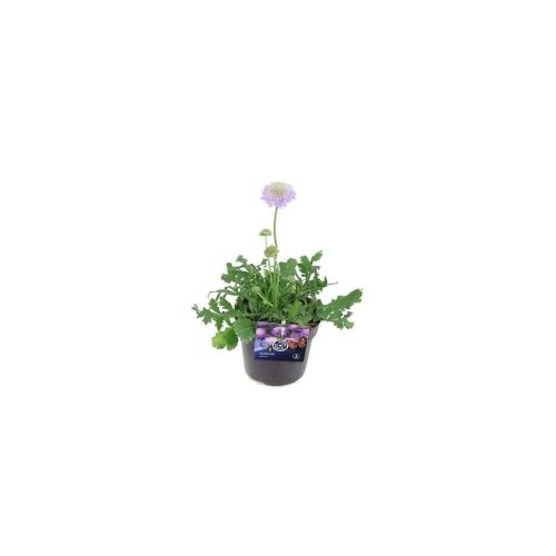 Scabiosa columbaria 'Mariposa Blue' - Ördögszem