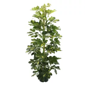   Schefflera arboricola 'Dalton' - törpe sugárarália
