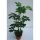 Schefflera 'Compacta' - Sugárarália