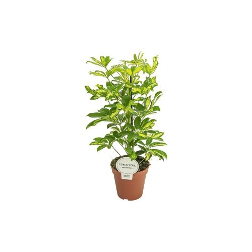 Schefflera "Gerda" - Sugárarália