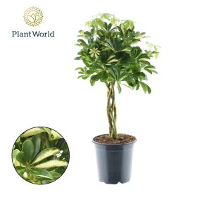   Schefflera arboricola 'Gold Capella' – tarka sugárarália