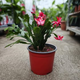 Schlumbergera - Karácsonyi kaktusz
