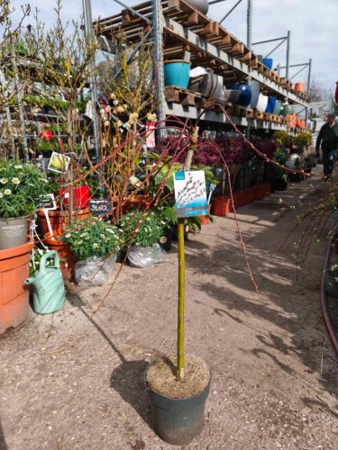 Salix caprea 'Kilmarnock' - Csüngő barkafűz (törzses)