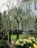 Salix caprea 'Kilmarnock' - Csüngő barkafűz (törzses)
