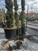 Salix caprea 