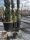 Salix caprea 