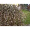 Salix caprea 