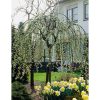 Salix caprea 'Kilmarnock' - Csüngő barkafűz (törzses) 
