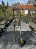 Salix caprea 'Kilmarnock' - Csüngő barkafűz (törzses)