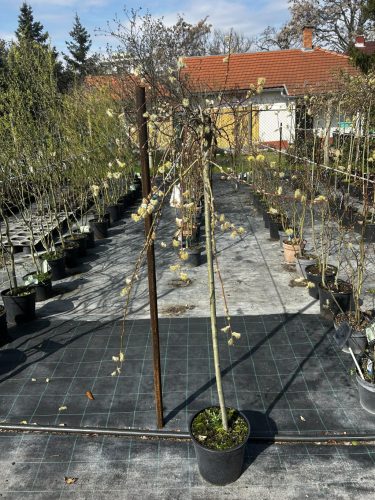 Salix caprea 'Kilmarnock' - Csüngő barkafűz (törzses)