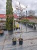 Salix caprea 'Kilmarnock' - Csüngő barkafűz (törzses)