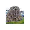 Salix caprea 'Kilmarnock' - Csüngő barkafűz (törzses)