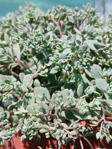 Sedum cauticola 'Steel the Show' - Japán Varjúháj