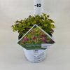 Spiraea japonica 'Double Play Gold' - Japán Gyöngyvessző