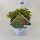 Spiraea japonica 'Double Play Gold' - Japán Gyöngyvessző