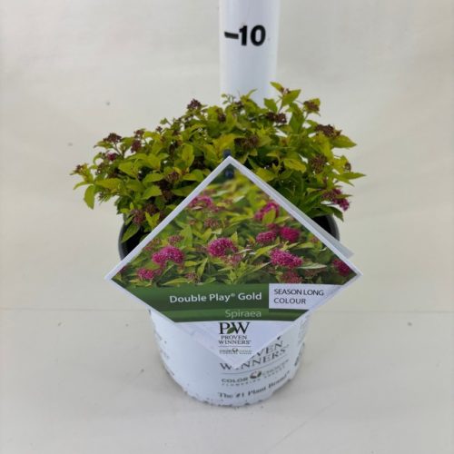 Spiraea japonica 'Double Play Gold' - Japán Gyöngyvessző